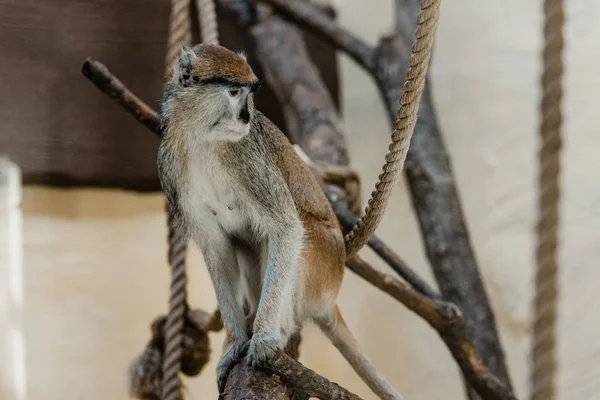 猴子坐在绳索附近的有选择的焦点 — 图库照片