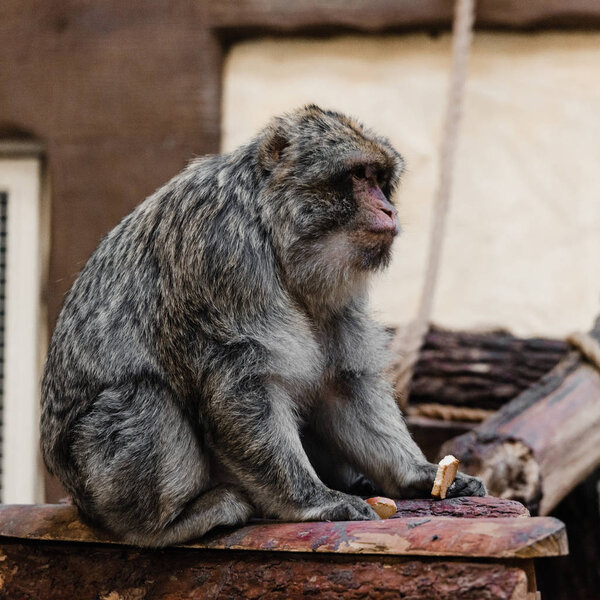 селективный фокус милой обезьяны с сладким печеньем в зоопарке
 