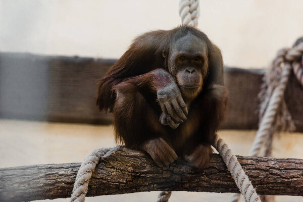 cute monkey sitting near ropes on tree 