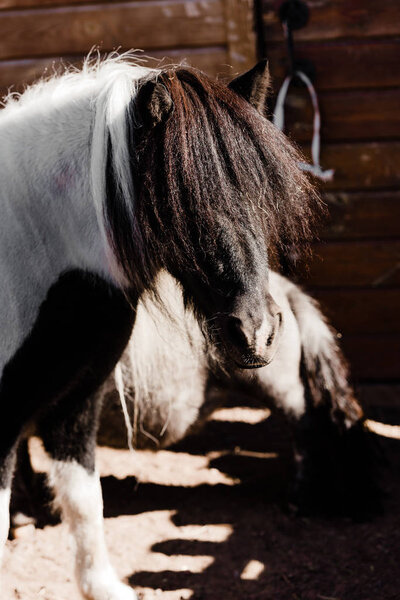 selective focus of black pony horse in zoo 