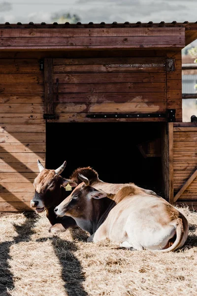 Sunlight Bulls Lying Hay — Stock Photo, Image