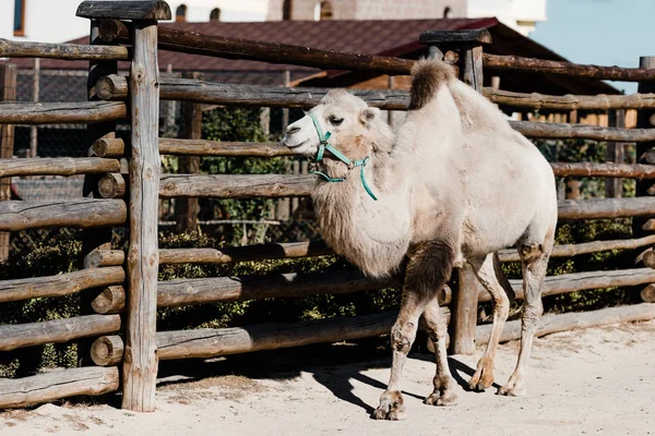 Roztomilý Velbloud Chůze Blízkosti Dřevěného Plotu — Stock fotografie