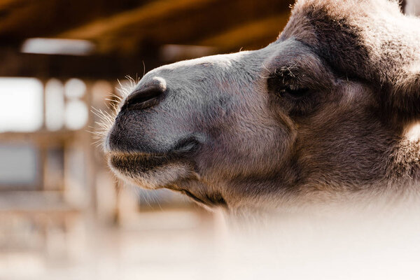 close up of furry camel in zoo 