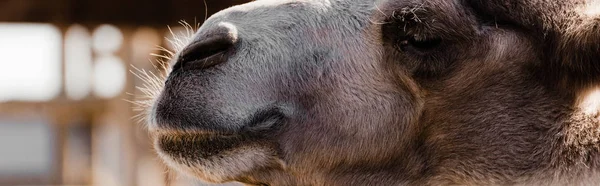 動物園での毛皮のラクダのパノラマ写真 — ストック写真