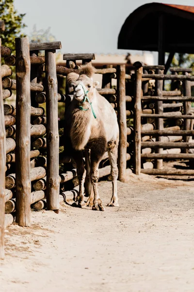 Foco Seletivo Camelo Bonito Andando Perto Cerca Madeira — Fotografia de Stock