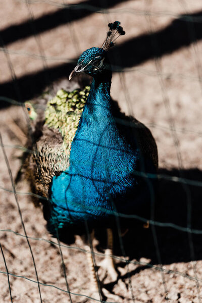 selective focus of colorful peacock walking near cage in zoo 