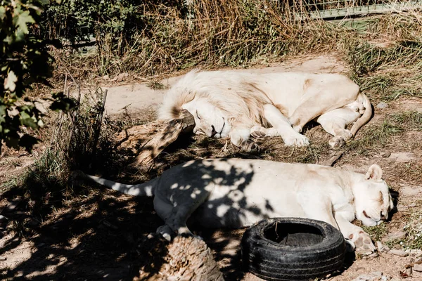 Λιοντάρι Και Λέαινα Κοιμούνται Στο Γρασίδι Έξω — Φωτογραφία Αρχείου