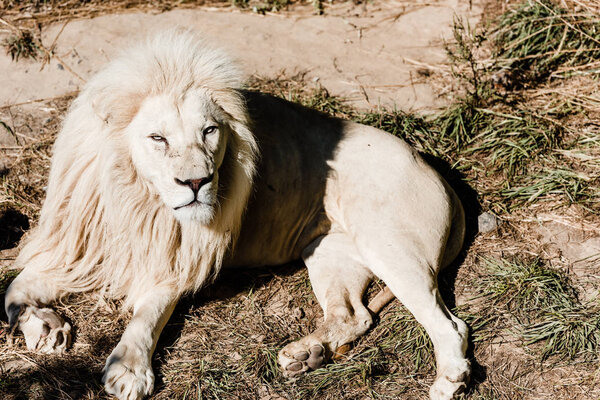 dangerous white lion lying on grass outside 