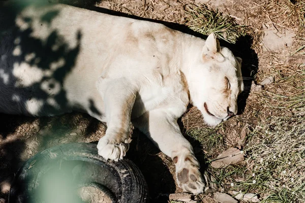 毛茸茸的母狮睡在外面的车胎附近 — 图库照片