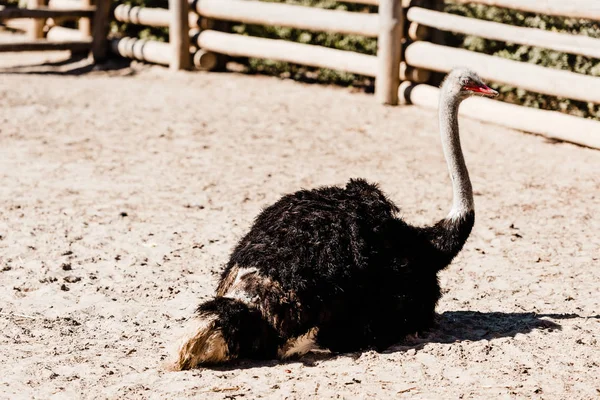 Autruche Mignonne Poilue Assise Sur Sable Près Une Clôture Bois — Photo