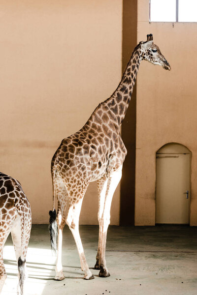 sunlight on tall giraffes standing in zoo 