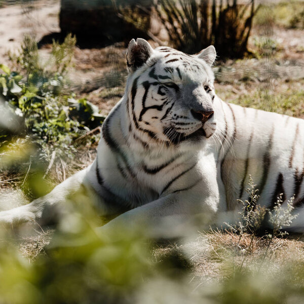 selective focus of white tiger lying on ground outside 