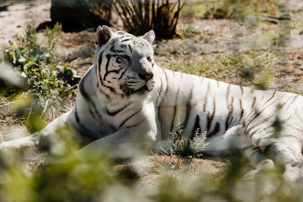 selective focus of white tiger resting on ground outside 