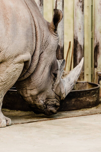 rhino with big horn standing near feeding trough