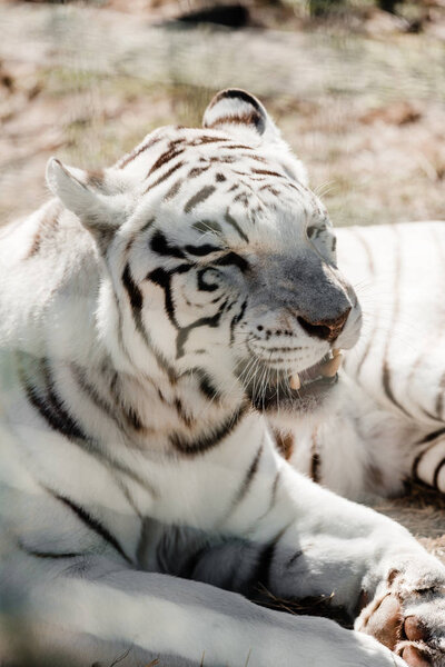 Selective focus of dangerous white tiger lying near cage in zoo