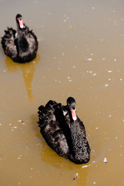 selective focus of black swans swimming in pond 