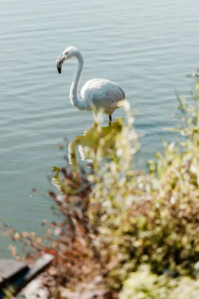 Selektiver Fokus Des Teich Stehenden Rosa Flamingos — Stockfoto
