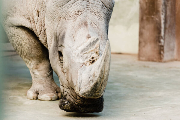 selective focus of rhino with big horn in zoo 