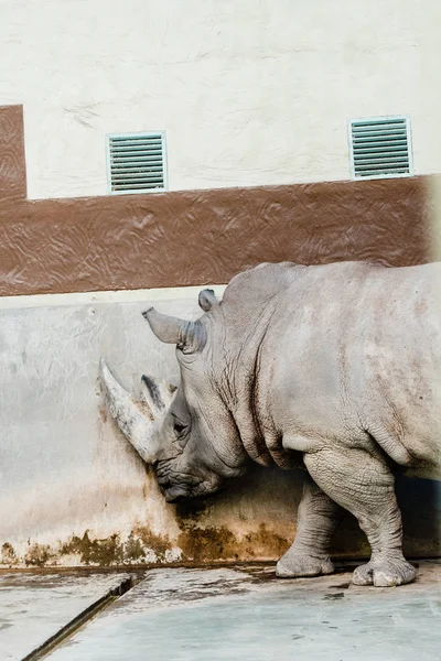 Носорог Стоящий Возле Старой Стены Зоопарке — стоковое фото