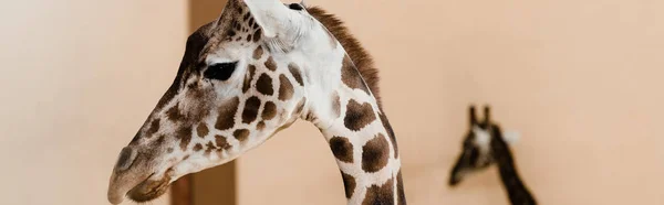 Panoramiczne Ujęcie Wysokich Żyraf Długimi Szyjami Zoo — Zdjęcie stockowe