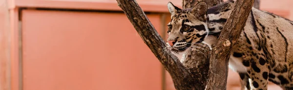 Panoramiczne Ujęcie Lamparta Stojącego Pobliżu Drzewa Zoo — Zdjęcie stockowe