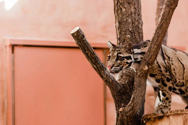 Selektiver Fokus Des Leoparden Der Der Nähe Von Baum Zoo — Stockfoto