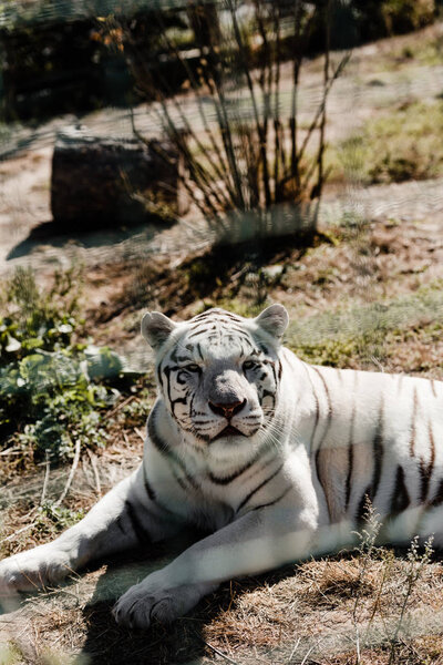 selective focus of white tiger lying on grass near cage  