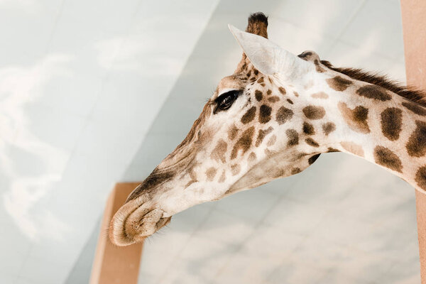 cute and tall giraffe with long neck in zoo