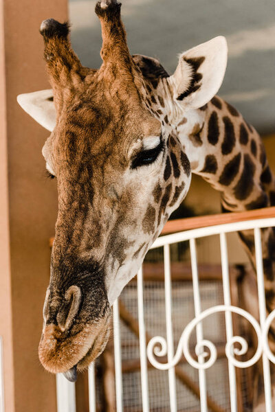 selective focus of cute and tall giraffe with long neck near fence in zoo