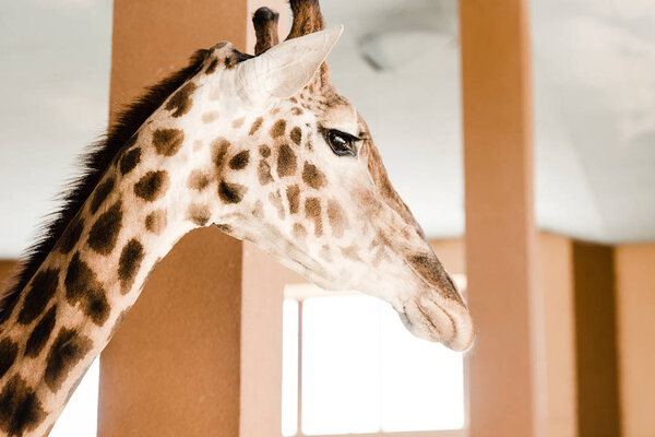 selective focus of tall giraffe with long neck and horns in zoo