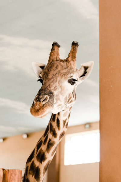 giraffe with long neck and horns in zooac