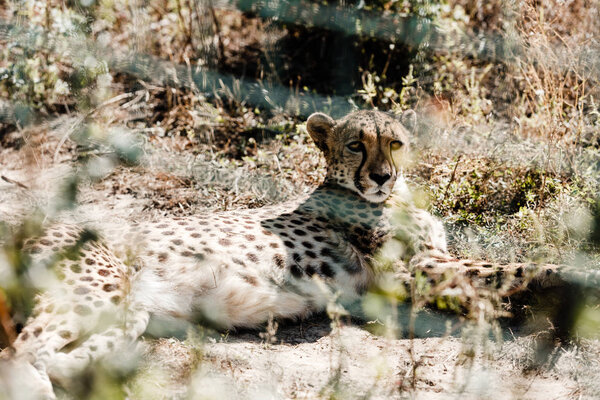 selective focus of leopard lying on grass near cage 