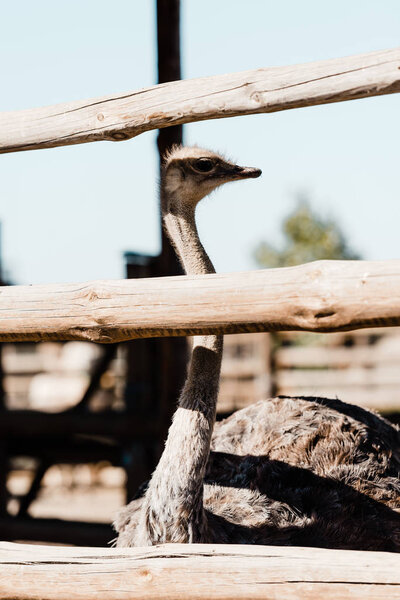 селективный фокус страуса с длинной шеей, стоящей возле забора
 