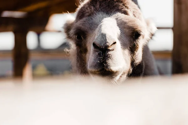 Selektywny Ostrość Słodkie Wielbłąda Zoo — Zdjęcie stockowe