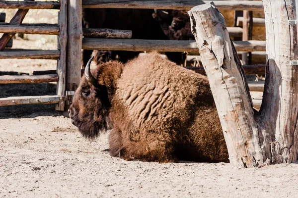 毛茸茸的野牛躺在外面的沙地上的选择性焦点 — 图库照片
