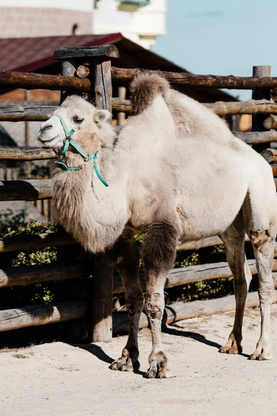 Carino Cammello Piedi Vicino Recinzione Legno Nello Zoo — Foto Stock