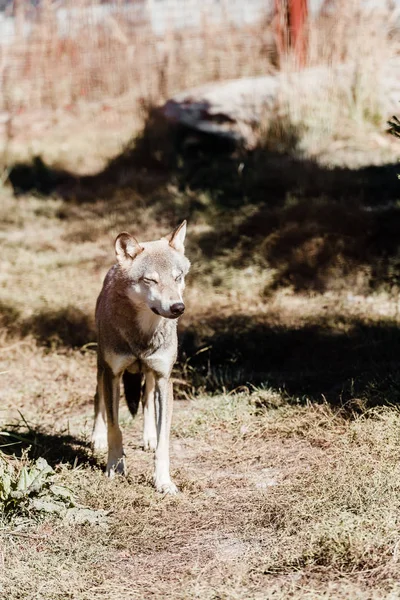 危険な狼が動物園の外の草の上を歩く — ストック写真