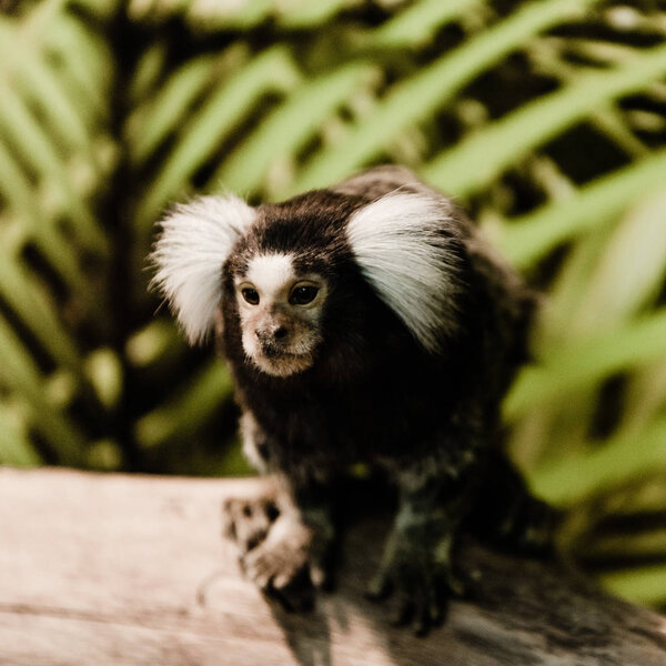 Selective focus of cute marmoset monkey in zoo