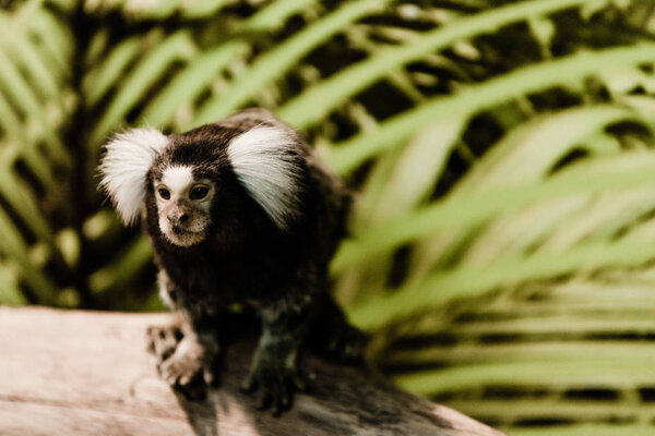 Selective focus of marmoset monkey in zoo