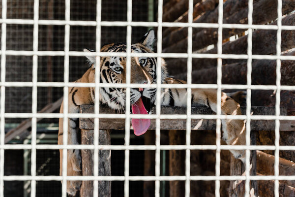 selective focus of tiger lying in cage 