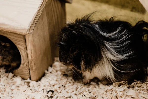 Valikoiva Painopiste Karvainen Pikku Hamsterit — kuvapankkivalokuva