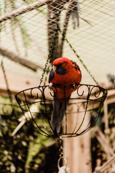 selective focus of red parrot sitting on metallic cage in zoo
