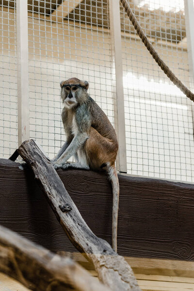 selective focus of cute monkey sitting near cage 