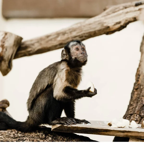 Selektivní Zaměření Roztomilé Opice Držení Kokosu — Stock fotografie