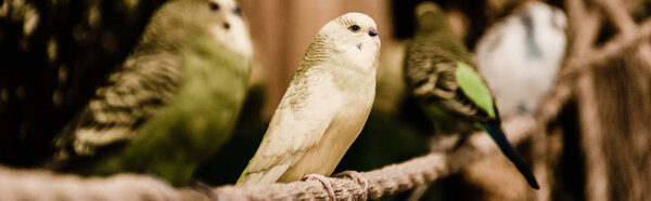 panoramic shot of parrots sitting on metallic cage in zoo