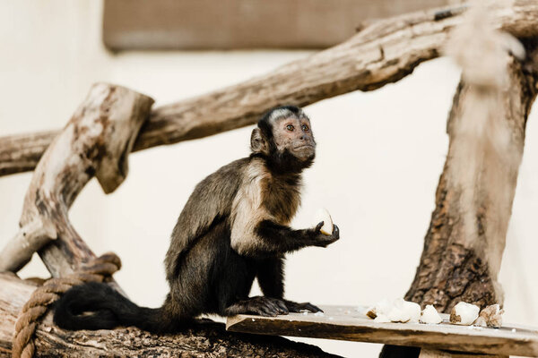 selective focus of cute monkey holding coconut in zoo