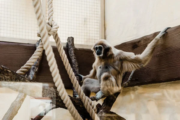 Вибірковий Фокус Мавпи Сидить Дерев Яному Колоді Біля Мотузок — стокове фото