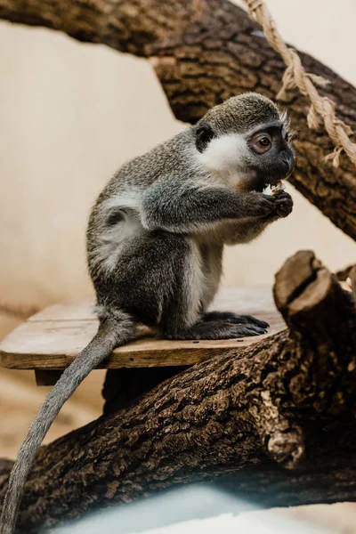 Επιλεκτική Εστίαση Των Χαριτωμένων Μαϊμού Τρώει Ψητή Πατάτα — Φωτογραφία Αρχείου