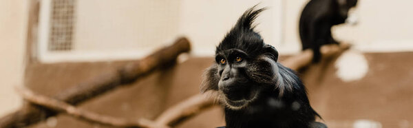 панорамный снимок черной обезьяны в зоопарке
