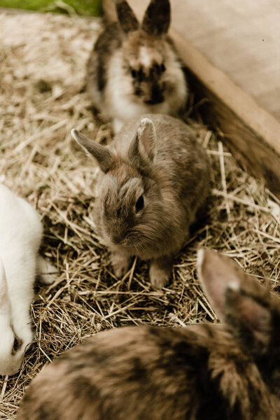 selective focus of cute and small rabbits sitting near hay 